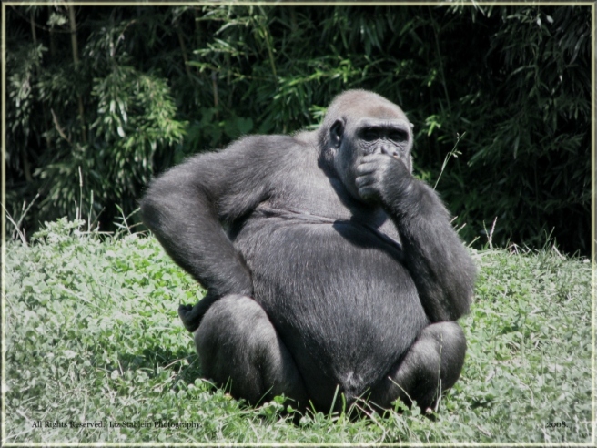 thinking-gorilla